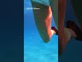 Venomous Sea Snake Spooks Snorkeler As It Slithers Around Her Shorts