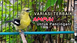 Download lagu Suara Sirtu Gacor VARIASI Terbaik DiJamin AMPUH untuk Pancingan Sirtu Manapun mp3