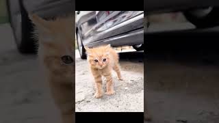 #猫 #猫動画 #爆笑猫 #おもしろ猫 #可愛い猫 #猫好き #猫のいる暮らし #猫好きさんと繋がりたい #癒し #癒し動画 #ネコ ##FunnyCats #CatVideos
