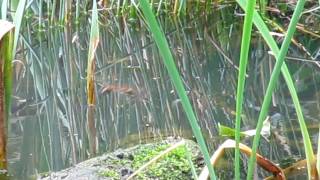 preview picture of video 'Common/Ruddy Darter (Sympetrum striolatum/sanguineum) ovipositing'