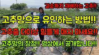 고추농사 잘 짓는 법!! 고추줄 더이상 힘들게 매지 마세요, 고추망에 양보하세요!! 순식간에 고추유인하는 방…