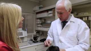 preview picture of video 'Welcome to Bay Cities Veterinary Hospital | Marina del Rey, CA'