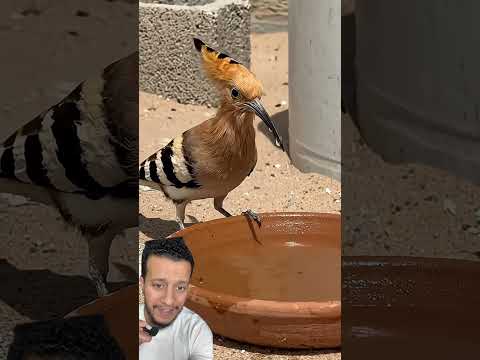 #jimcorbettwildlifeandnatureview #animals Have you seen this hoopoe?