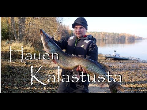 Pieni kalastusjuttu (suurhauen kalastusta)