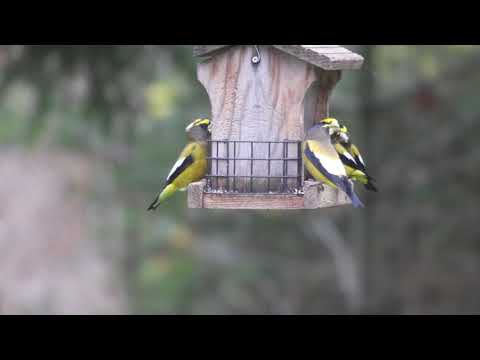Evening Grosbeaks in Ralston, PA - 10/25/20