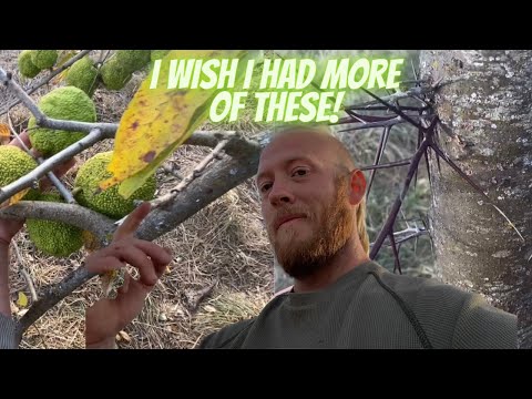These are how I learned about Coppice! (Osage Orange and Honey locust)