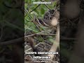 🐍😲 Eastern Diamondback Rattlesnake Rattling Wildly! 😲🐍