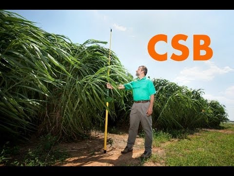 download lagu mp3 mp4 Tallest Grass In The World, download lagu Tallest Grass In The World gratis, unduh video klip Tallest Grass In The World