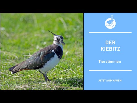 Vogelstimmen: Der Kiebitz - Lapwing - Vanellus vanellus (4k)