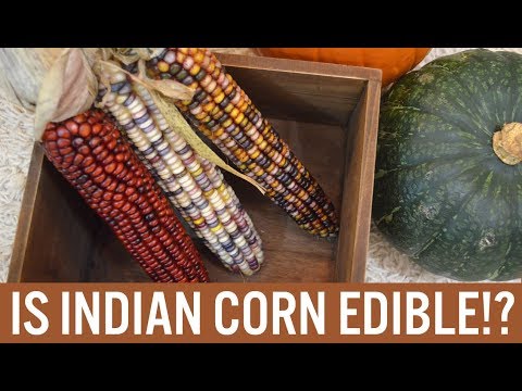 I TRIED TO TURN INDIAN CORN INTO POPCORN 🌽