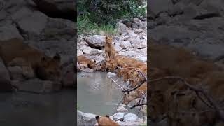 Lions are drinking water #lion