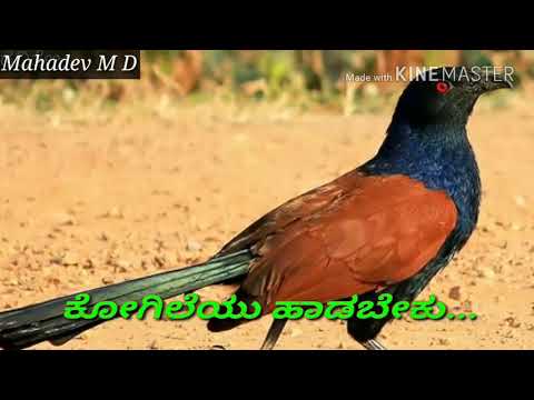 Naveeleno kunibeku kogileyu hadabeku