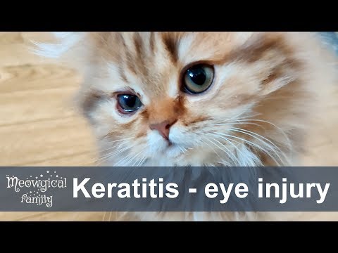 Helping a kitten with keratitis