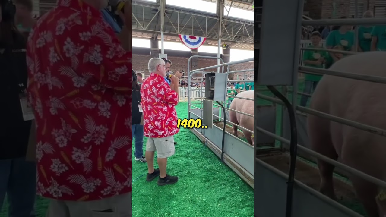 Biggest Pig in The World