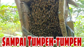 Download lagu A rickety box full of bees mp3