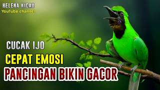 Download lagu PANCINGAN CUCAK IJO GACOR AUTO BIKIN LAWAN IJO LAIN CEPAT EMOSI BIKIN JAMBUL NGENTROK BUKA PARUH mp3 Download lagu PANCINGAN CUCAK IJO GACOR AUTO BIKIN LAWAN IJO LAIN CEPAT EMOSI BIKIN JAMBUL NGENTROK BUKA PARUH mp3