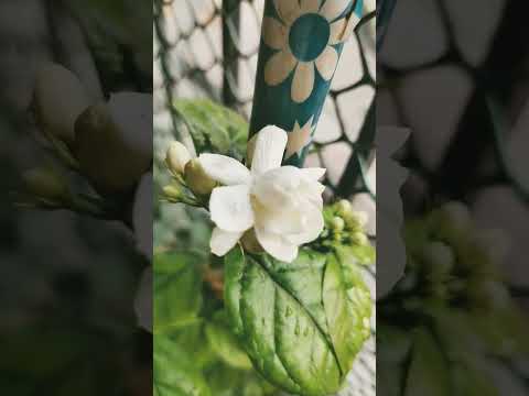 Jasmin flower