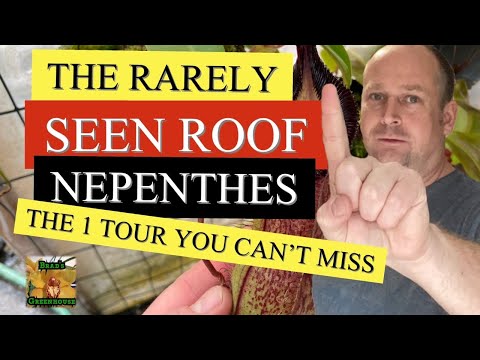 GREENHOUSE IS ALMOST EMPTY AND SOME HARDLY SEEN NEPENTHES TOUR