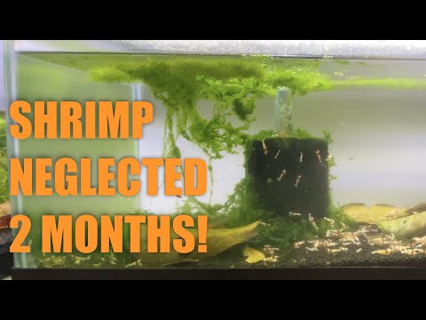 NEGLECTED SHRIMP TANKS -- 2 months of NO MAINTENANCE