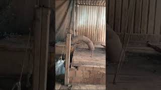 Linha de Lavagem e Moagem 800mm - Vídeo