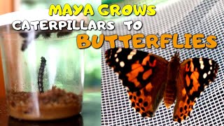 Maya grows beautiful Painted Lady butterflies from caterpillars 👧🏻❤️🔬