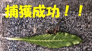 恐竜捕獲(⌒∇⌒)