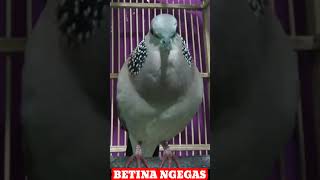 Download lagu SUARA TEKUKUR MEMANGGIL BETINA GACOR NGEGAS... #shorts mp3