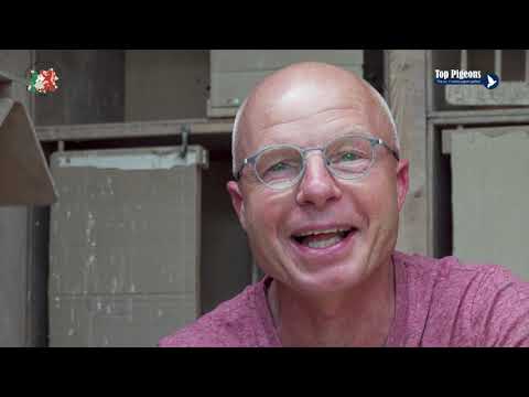 ZLU wedvlucht winnaar Agen  Jarige  2019   Gebr, Holleman