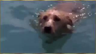 Это видео потрясло весь мир до слёз АЛЛАХ АКБАР