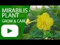 Mirabilis plant - grow and care (Easy to maintenance)