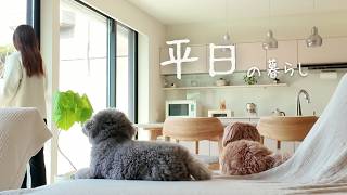愛犬と在宅ワークの１日｜家事を減らして過ごす平日🌟