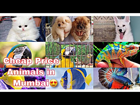 download lagu mp3 mp4 Mumbai Animal, download lagu Mumbai Animal gratis, unduh video klip Mumbai Animal