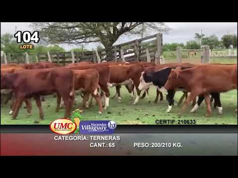 Lote 65 Terneras en Mercedes, Corrientes