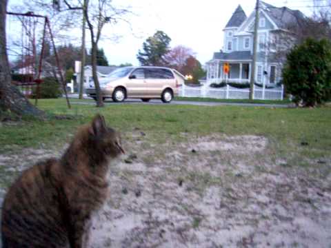 Roswell The Cat - Roz is Mad, Too Many Cats In The World