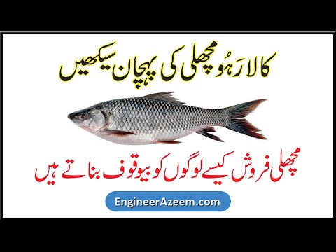 Fish in Urdu | Rohu Fish | Kala Rohu Fish | Machli in Urdu | Rohu Machli Ki Pehchan | Fish