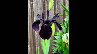IRIS CHRYSOGRAPHES #iris #irises #flower #flowers #orchid #garden #plants #tibet #groundorchids