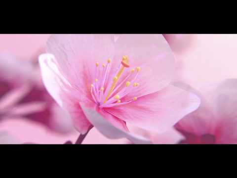 Energiereich Glücklich - das TagesOrakel von Malkiel  für den 30.1.20 - Mondpausen - Tarot