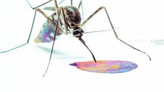 Cane Hill - Lord of Flies (Audio) [Premiere]