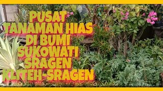 Download lagu PUSAT TANAMAN HIAS DAN TANAMAN BUAH SRAGEN KLITEH ... mp3
