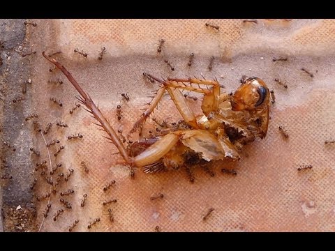 La Cucaracha ya no puede caminar