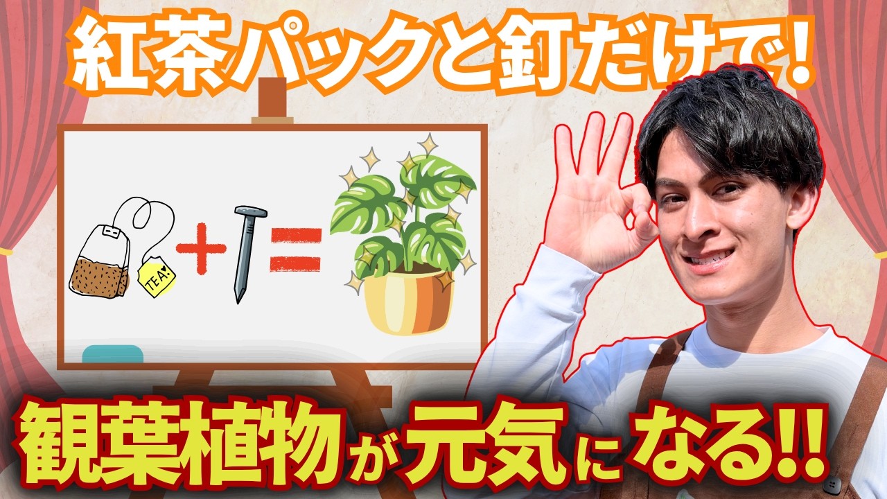 【タンニン鉄】釘＋お茶パックで作る！🍵植物の「葉が黄色い」を解決する手作り鉄肥料