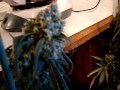 4 Durban Poison Plants, HARVEST! Tantric-The ...