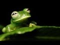 BARBRA STREISAND SOMEDAY MY PRINCE WILL COME FROGS