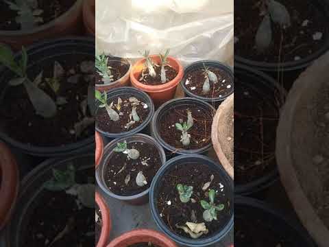 Adenium palnt pruning and baby adeniym Palnt report 25 February 2020