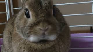 みつめるうさぎ