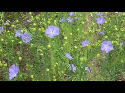 一般的な亜麻 植物