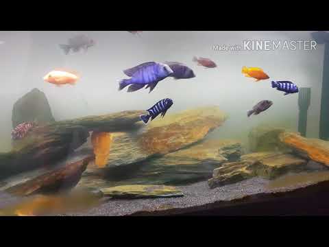 Watch Video on YouTube