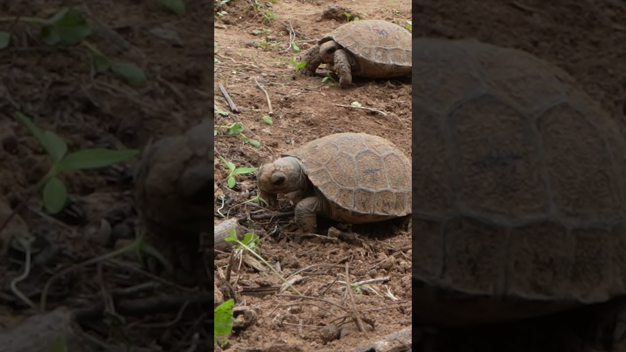 Here are 20 seconds of baby tortoises eating… well, at least trying. 🐢 😅