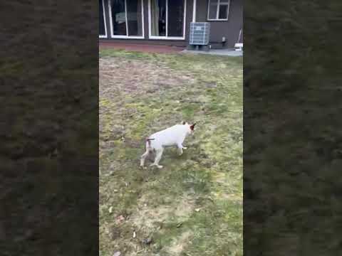 Sushi (PA), an adoptable Jack Russell Terrier Mix in York, PA_image-1