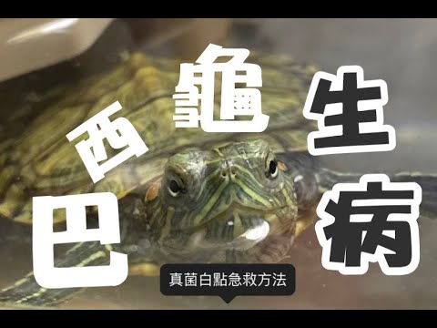 巴西龜殼變白